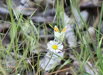 Description de l'image Stella Orangetip.jpg.