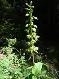 Épipactes à feuilles larges  à Müden.