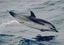 Stenella coeruleoalba
