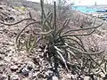 Aspect in situ, au Mexique.