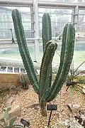 Jeune plant.