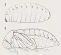 Pseudonymphe et nymphe