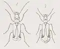 Imagos (mâle et femelle)