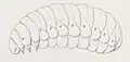 Troisième larve