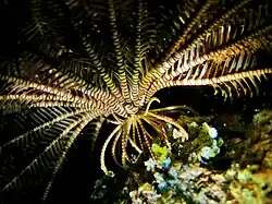 Stephanometra indica aux Maldives.