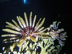 Aux Maldives.