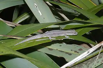 Description de l'image Stephensislandgecko.jpg.