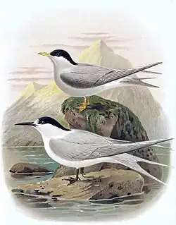 Guifette des galets