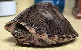 Description de l'image Sternotherus_carinatus_by_LA_Dawson.jpg.