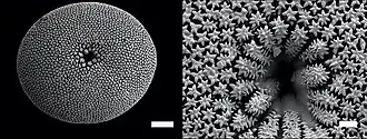 Description de l'image Sterraster of Geodia macandrewii.jpg.