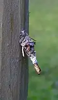 Sterrhopterix fusca