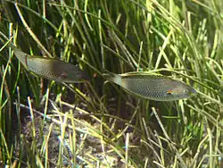 Stethojulis albovittata femelle