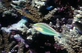 Stethojulis trilineata
