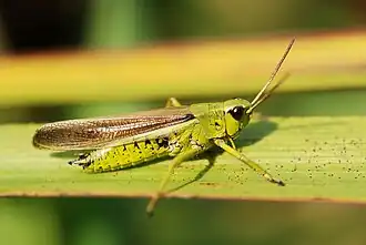 mâle