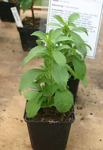 Le stéviol est un kaurane naturellement présent dans la Stevia rebaudiana, ou chanvre d'eau.
