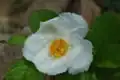 Fleur.
