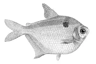 Description de l'image Stichonodon insignis illustration (1876).jpg.