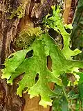 Sticta ainoae