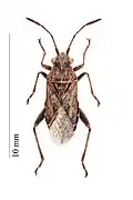 S. crassicornis.