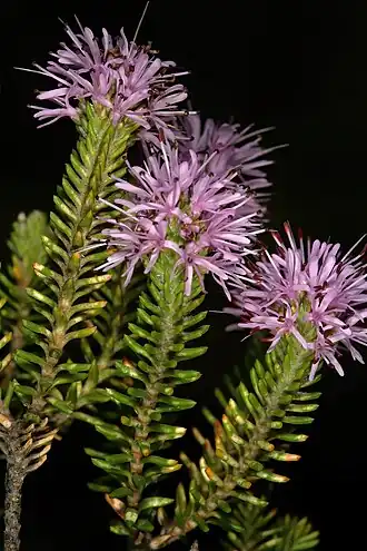 Description de l'image Stilbe ericoides 1DS-II 1-8209.jpg.