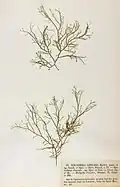 Stilophora tenella, planche de l'herbier des frères Crouan (Pierre-Louis et Hippolyte-Marie).
