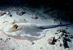 Description de l'image Stingray.jpg.