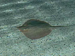 Dasyatis sabina