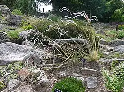 Stipa pennata.