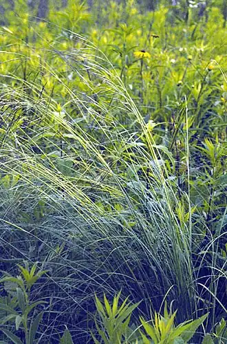 Description de l'image Stipa spartea.jpg.