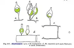 Stipitococcus vasiformis &Stipitococcus capensis