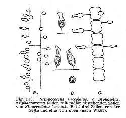 Stipitococcus urceolatus