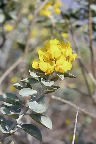 Description de l'image Stirtonanthus taylorianus.jpg.