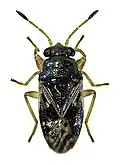 Stizocephalus brevirostris, Nouvelle-Zélande.