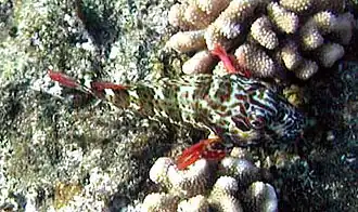 Cirrhitus pinnulatus