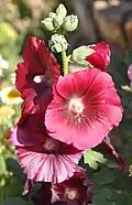Rose trémière
