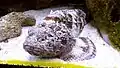Synanceia horrida dans l'aquarium d'un zoo de Cleveland aux États-Unis