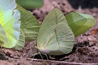 Rhabdodryas trite