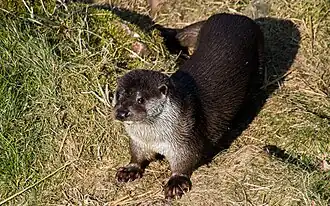 Loutre d'Europe.
