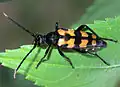 Leptura quadrifasciata Linné, 1758 ♀
