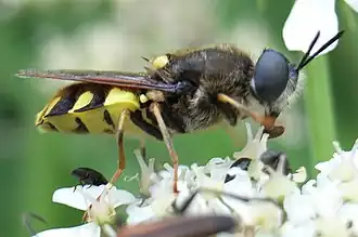 Description de l'image Stratiomys chamaeleon bl2.JPG.