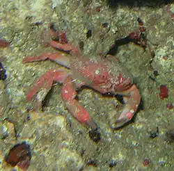 Neoliomera pubescens