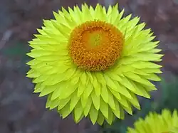 Cultivar à bractées jaune clair et disque central orange.