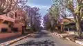 Rue de Guéliz plantée de jacarandas