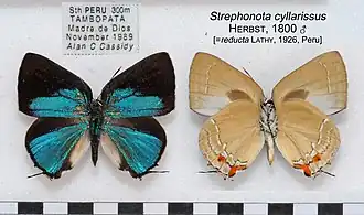 Description de l'image StrephonotaCyllarissusMUpUnAC1612 1613.jpg.