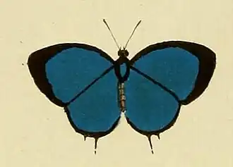Description de l'image Strephonota sphinx.JPG.