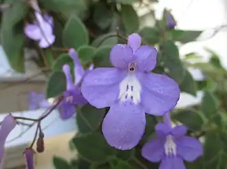 Description de l'image Streptocarpus saxorum (2).JPG.