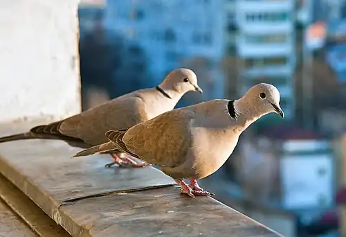 La Tourterelle turque (Streptopelia decaocto), introduite en Europe du Sud dans des régions contrôlées par les Ottomans et qui est à l'origine de sa propagation occidentale au XXe&nbsp;siècle.