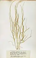 Striaria attenuata, planche de l'herbier des frères Crouan (Pierre-Louis et Hippolyte-Marie).