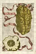 Représentation du Striatus amalphitanus de G.B Ferrari en 1646.