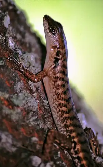 Description de l'image Striped Forest Skink Sphenomorphus striolatus (7882343084).jpg.